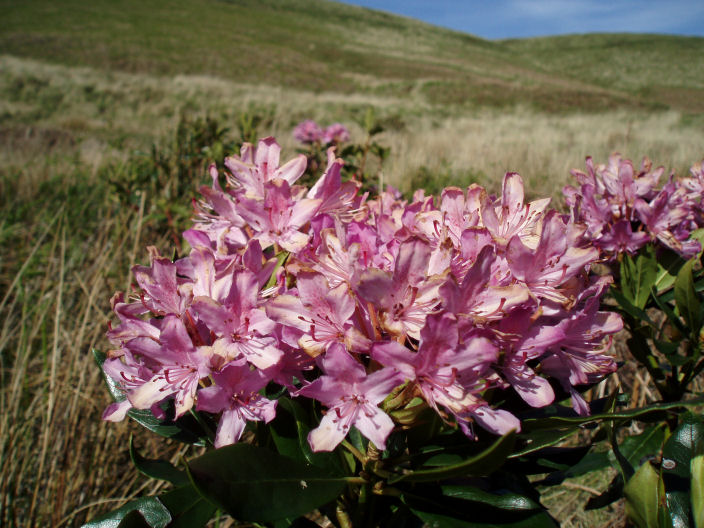 Rhododendron Rhododendron